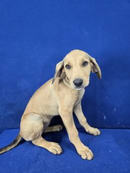Rescue Hound and Mixed Breed Dogs for Adoption in Ruston, Louisiana - Prescription | PetCurious