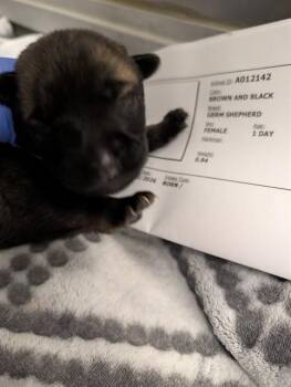 JELLYBEAN - NEEDS A FOSTER -  German Shepherd Dog Dog for Adoption in Ontario, California - JELLYBEAN - NEEDS A FOSTER | PetCurious