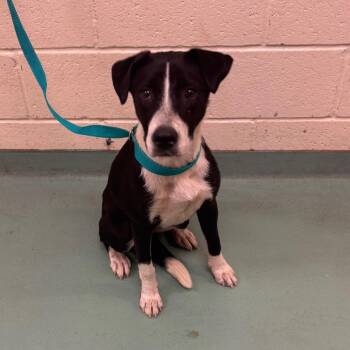 ELARA -  Mixed Breed Dog for Adoption in Memphis, Tennessee - ELARA | PetCurious