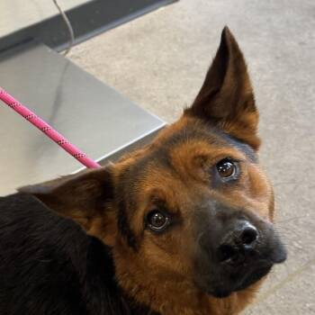 Athena -  Mixed Breed Dog for Adoption in Las Cruces, New Mexico - Athena | PetCurious