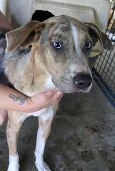 Rescue Catahoula Leopard Dog and Mixed Breed Dogs for Adoption in Hillsdale, Indiana - Monte | PetCurious