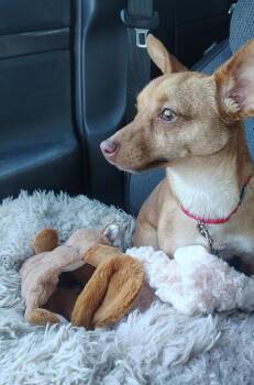 Pickle -  Chihuahua and Dachshund Dog for Adoption in Labelle, Florida - Pickle | PetCurious