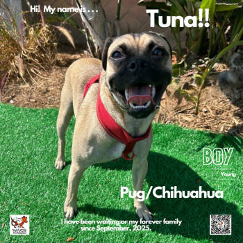 Rescue Pug and Chihuahua Dogs for Adoption in Westminster, California - Tuna | PetCurious