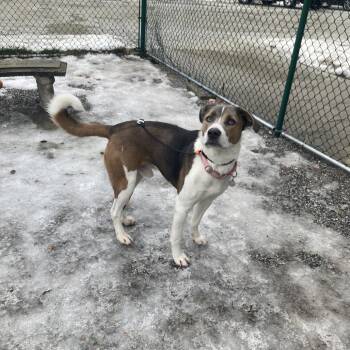 Husky and Pit Bull Terrier Dogs Available for Adoption - Rosco | PetCurious