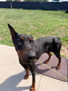 Doberman Pinscher Dogs Available for Adoption in Omaha, Nebraska - Pandora | PetCurious