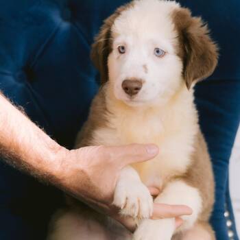 Fern -  Australian Shepherd Dog for Adoption in Zionsville, Indiana - Fern | PetCurious