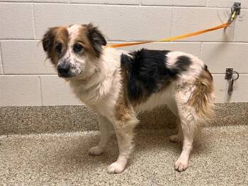 Australian Shepherd and Mixed Breed Dogs Available for Adoption in Colorado Springs, Colorado - SAGE | PetCurious