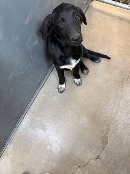 Skippy -  Labrador Retriever Dog for Adoption in Monte Vista, Colorado - Skippy | PetCurious