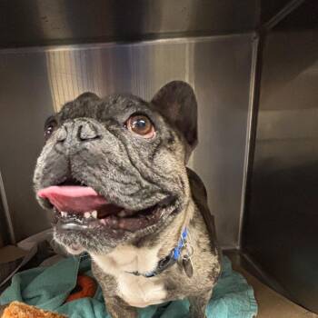 TX4061 Gucci -  French Bulldog and Mixed Breed Dog for Adoption in Port Washington, New York - TX4061 Gucci | PetCurious