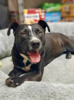 Rescue Pit Bull Terrier Dogs for Adoption in La Grange, Texas - Maya | PetCurious