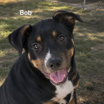 Bob -  Mixed Breed Dog for Adoption in Hemet, California - Bob | PetCurious