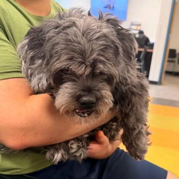 Doug -  Mixed Breed Dog for Adoption in Philadelphia, Pennsylvania - Doug | PetCurious