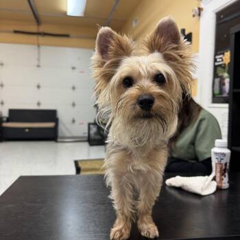 Yorkshire Terrier Dogs Available for Adoption in Hood River, Oregon - Mojito  | PetCurious