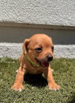 Butterscotch -  Chihuahua Dog for Adoption in Manhattan Beach, California - Butterscotch | PetCurious
