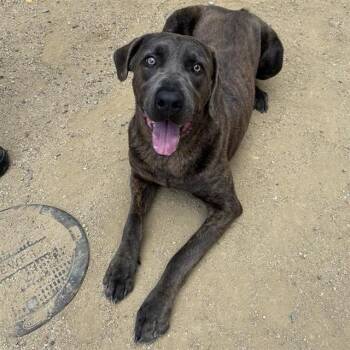 OZZY -  Labrador Retriever and Cane Corso Dog for Adoption in Ontario, California - OZZY | PetCurious
