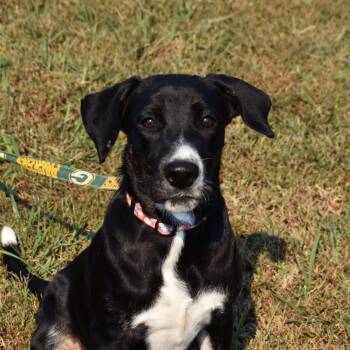 Marg -  Mixed Breed Dog for Adoption in Searcy, Arkansas - Marg | PetCurious