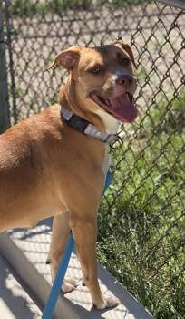 ROSALITA -  American Bulldog and Australian Shepherd Dog for Adoption in Aliquippa, Pennsylvania - ROSALITA | PetCurious