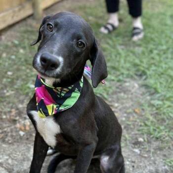 Rescue Mixed Breed Dogs for Adoption in Pass Christian, Mississippi - TUX | PetCurious