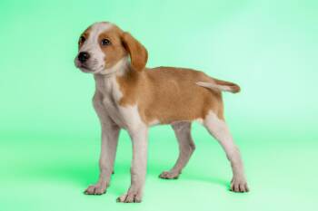 Hamilton -  Great Pyrenees and Hound Dog for Adoption in Wolcott, Connecticut - Hamilton | PetCurious