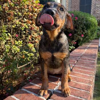 Missie -  Mixed Breed Dog for Adoption in Brownsboro, Alabama - Missie | PetCurious