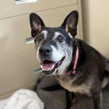 Rescue Shepherd and Mixed Breed Dogs for Adoption in Lynchburg, Virginia - Eleanor | PetCurious