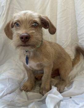 Custard -  Terrier and Dachshund Dog for Adoption - Custard | PetCurious