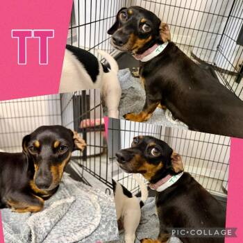 TT -  Dachshund and Mixed Breed Dog for Adoption in Opelika, Alabama - TT | PetCurious