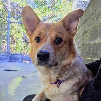 Maggie -  Cattle Dog and Great Pyrenees Dog for Adoption in Newport, Tennessee - Maggie | PetCurious