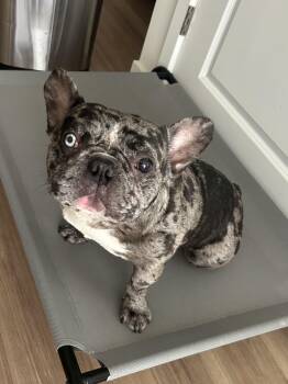 Hinto -  French Bulldog Dog for Adoption in Wantage, New Jersey - Hinto | PetCurious