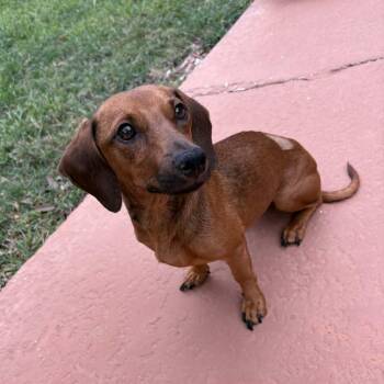 Dachshund Dogs Available for Adoption in La Feria, Texas - Heidi | PetCurious