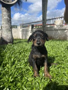 Lulu - The Lovable One -  Labrador Retriever and Shepherd Dog for Adoption in Carolina, Carolina - Lulu - The Lovable One | PetCurious