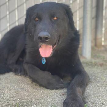 Newfoundland Dog and Mixed Breed Dogs Available for Adoption - Nico | PetCurious