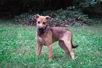 Anne Hastings -  Shepherd Dog for Adoption in Salisbury, Maryland - Anne Hastings | PetCurious