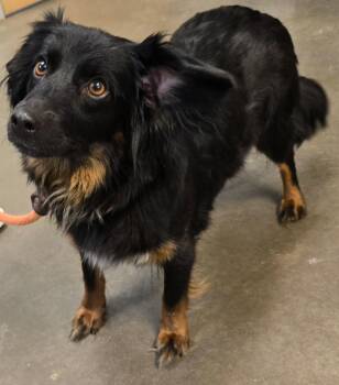 Dachshund and Mixed Breed Dogs Available for Adoption in Murphysboro, Illinois - Millie | PetCurious