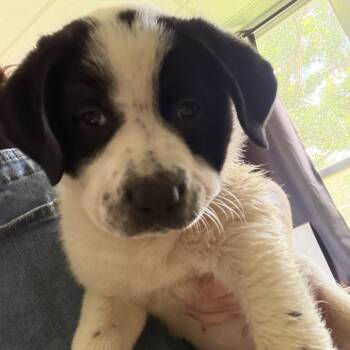 Queen Elizabeth pup 3 -  Labrador Retriever and Mixed Breed Dog for Adoption in Austin, Texas - Queen Elizabeth Pup 3 | PetCurious