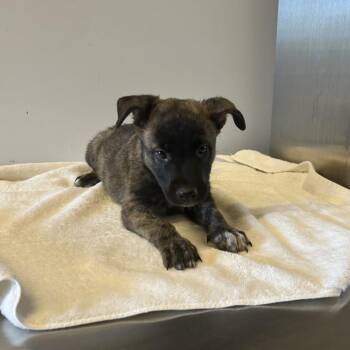 IVHS-Stray-138904 -  Belgian Shepherd Malinois and Akita Dog for Adoption in San Gabriel, California - IVHS-Stray-138904 | PetCurious