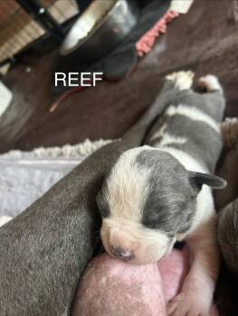 American Staffordshire Terrier Dogs Available for Adoption in San Diego, California - Ocean
