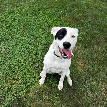 Dottie -  Mixed Breed Dog for Adoption - Dottie | PetCurious