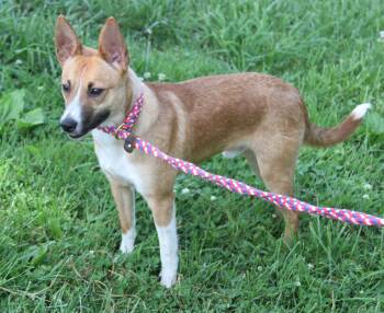 Piinto aka Sunset (Photos June 6th 2026) -  Terrier Dog for Adoption in Marietta, Ohio - Piinto Aka Sunset (Photos June 6th 2026) | PetCurious