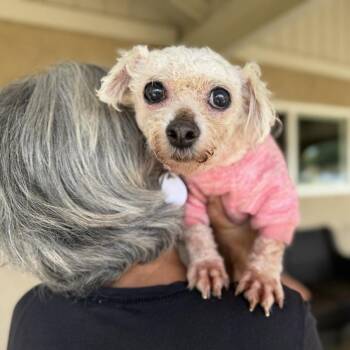 Poodle Dogs Available for Adoption in Ramona, California - Fifi Tippytoes | PetCurious