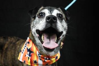 Mango -  American Staffordshire Terrier Dog for Adoption in Houston, Texas - Mango | PetCurious
