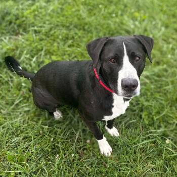 Redd -  Labrador Retriever and Mixed Breed Dog for Adoption in Monticello, Iowa - Redd | PetCurious