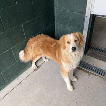 Great Pyrenees Dogs Available for Adoption in Carencro, Louisiana - Tenderheart | PetCurious