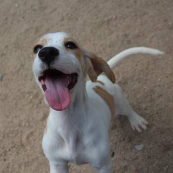 Maggie -  Spaniel Dog for Adoption in Yucca Valley, California - Maggie | PetCurious