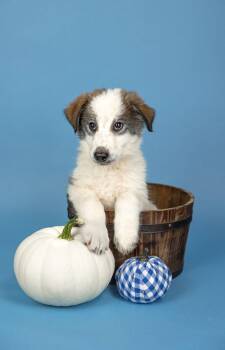 818-26 -  Husky and Great Pyrenees Dog for Adoption in Brighton, Colorado - 818-26 | PetCurious