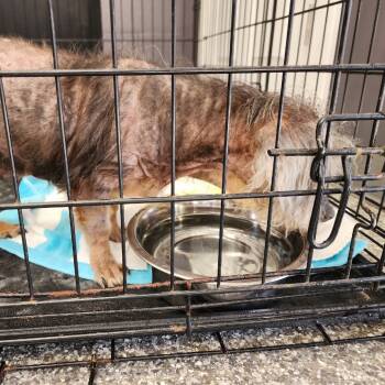 Rescue Maltese Dogs for Adoption in Northbrook, Illinois - Bud | PetCurious