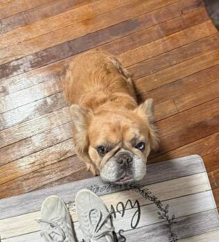 French Bulldog Dogs Available for Adoption - Lion | PetCurious