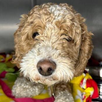 Poodle and Mixed Breed Dogs Available for Adoption - Princess Bubblegum | PetCurious