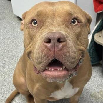 Pit Bull Terrier Dogs Available for Adoption in Orland Hills, Illinois - Chyna | PetCurious