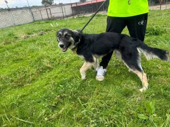 Lilo -  Border Collie Dog for Adoption in Woodstock, Ontario - Lilo | PetCurious